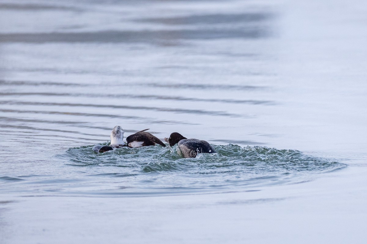 Long-tailed Duck - Kate Persons