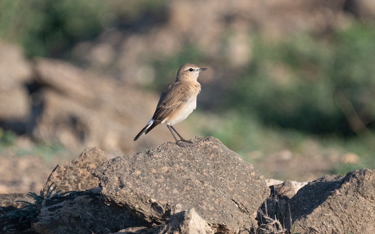 Isabelline Wheatear - ML611748668