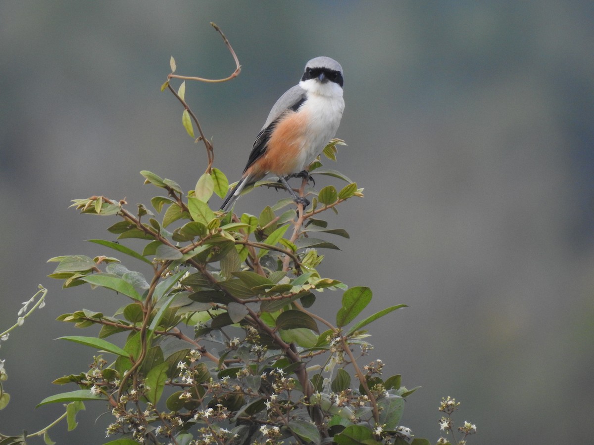 Long-tailed Shrike - dineshbharath kv