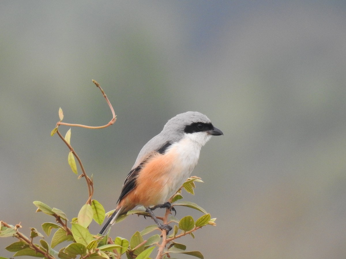 Long-tailed Shrike - ML611748718