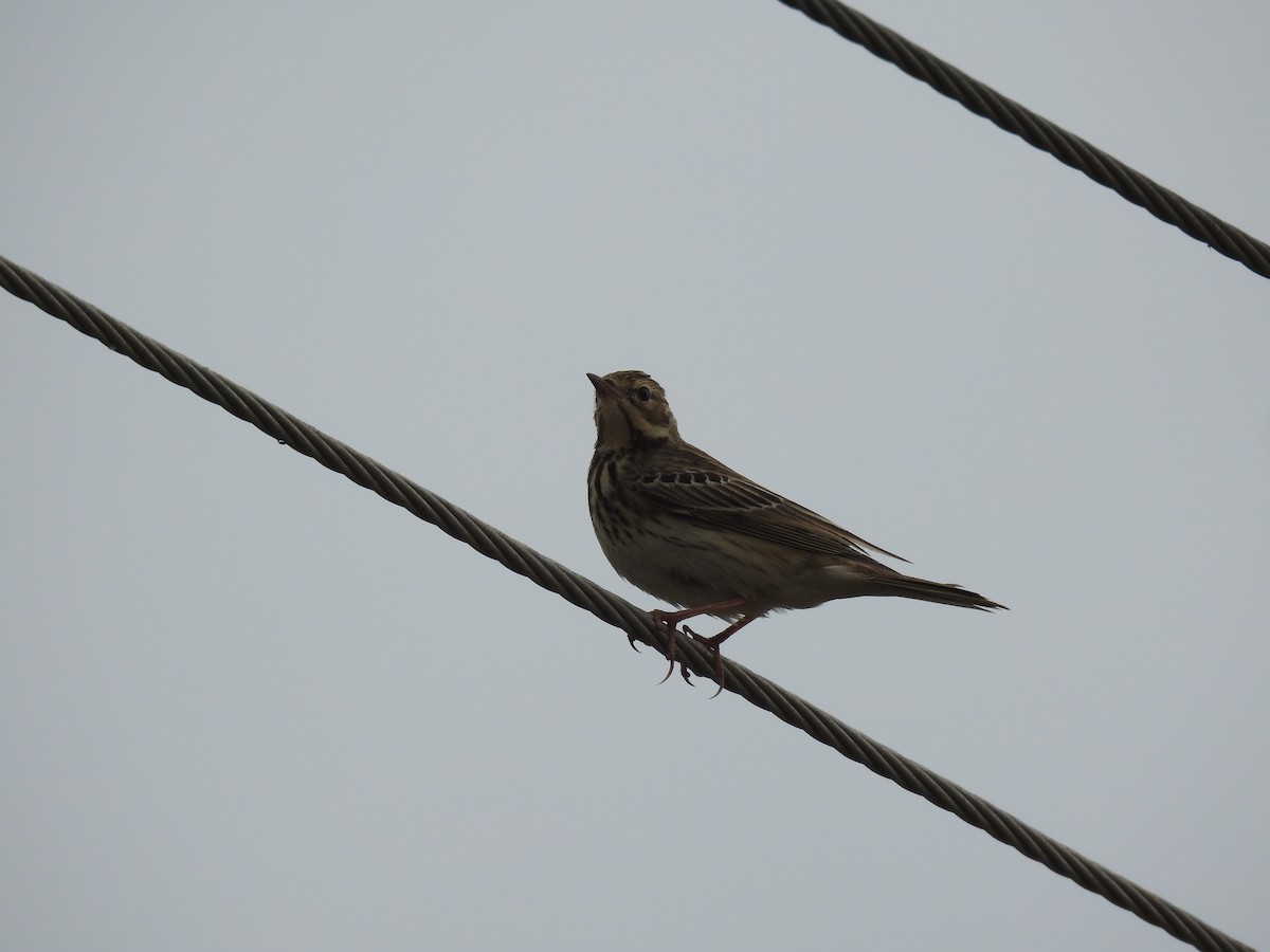 Jerdon's Bushlark - ML611748722