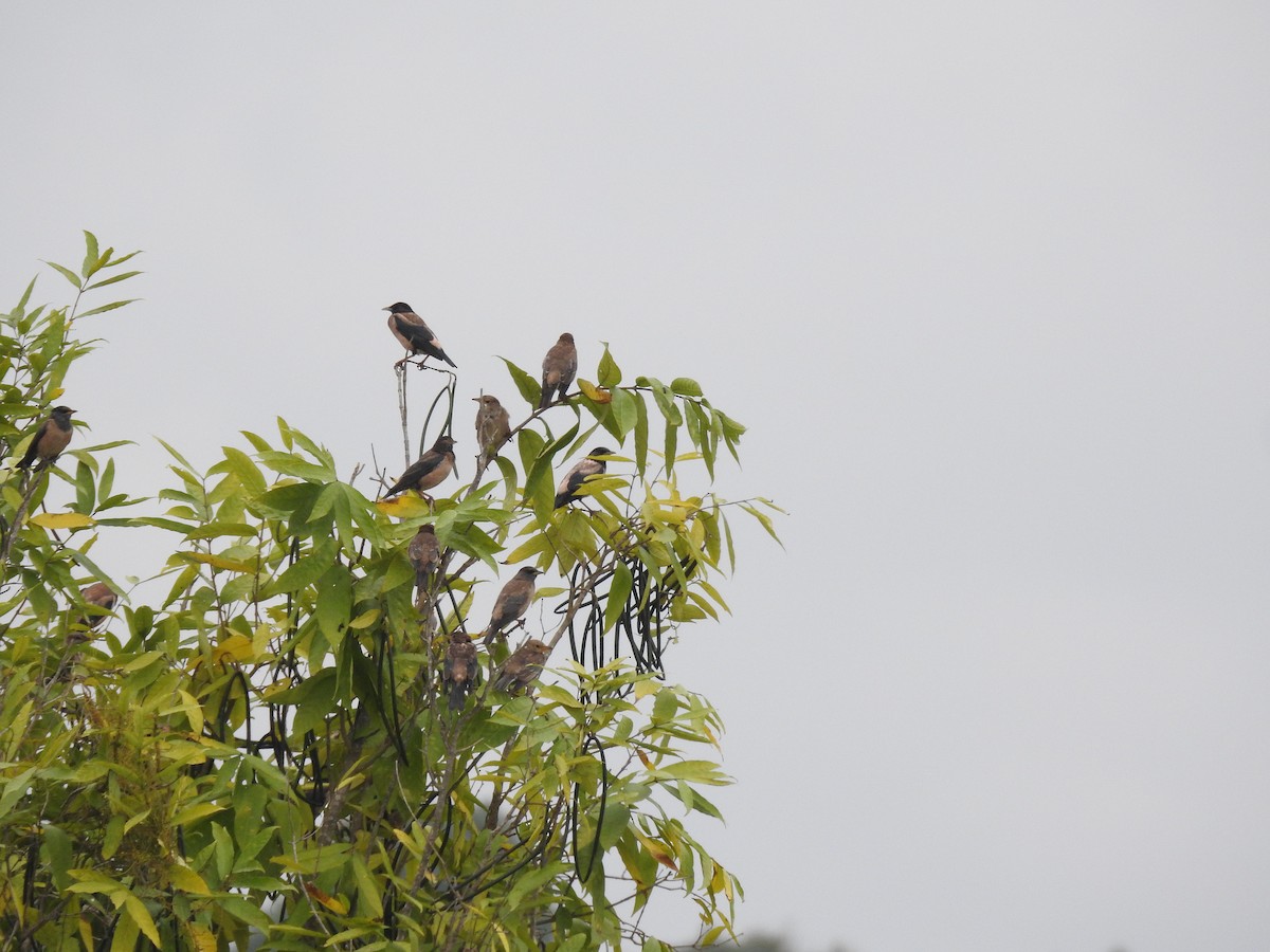 Rosy Starling - ML611748723