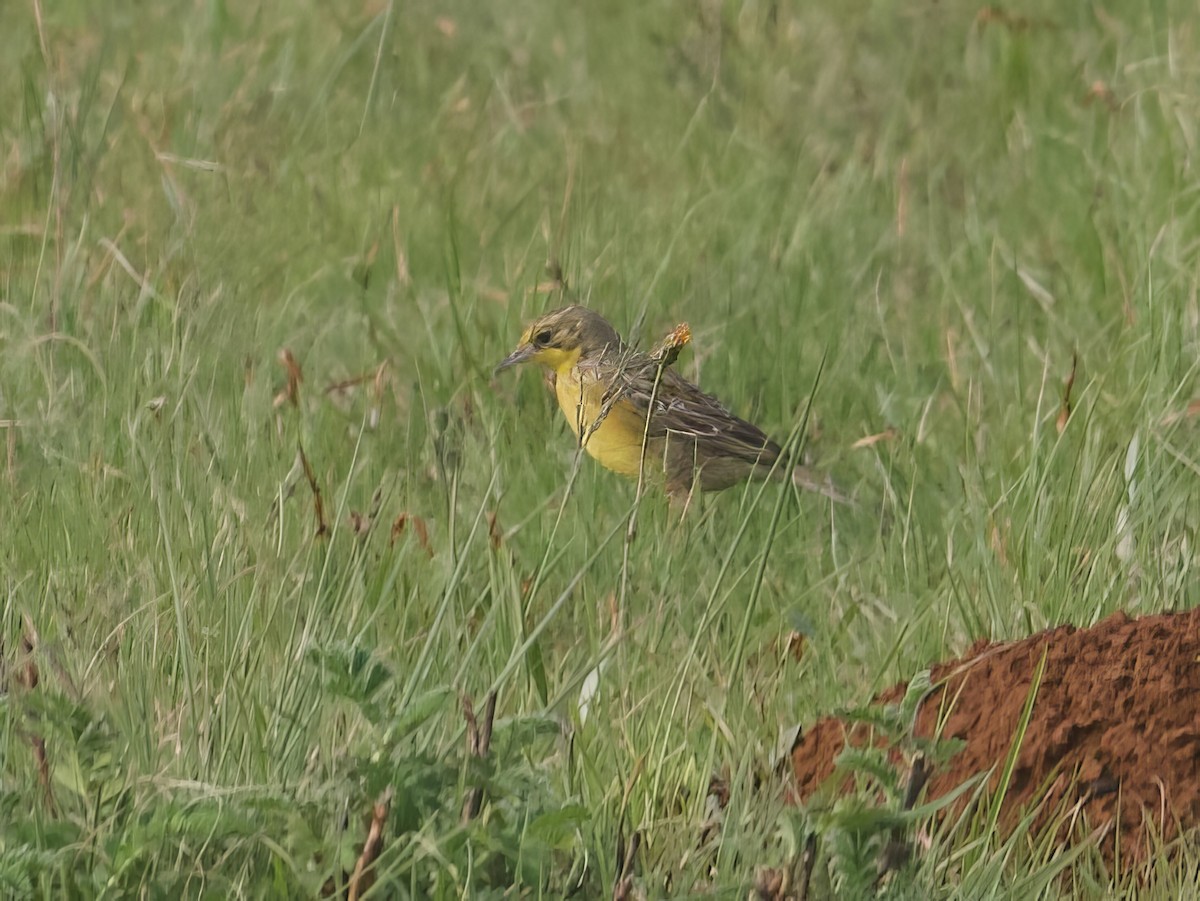 Yellow-breasted Pipit - John Gregory