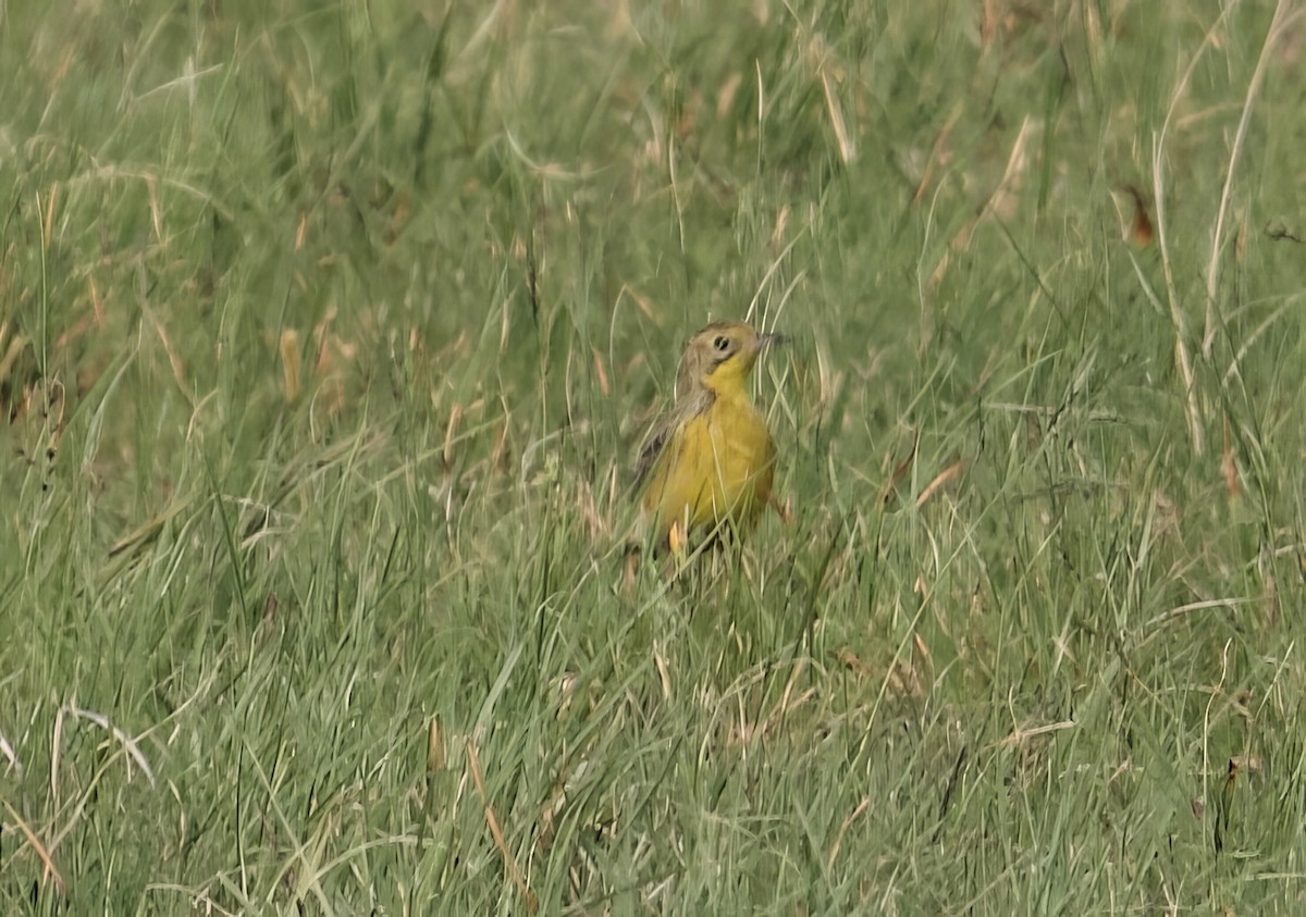 Pipit à gorge jaune - ML611748732