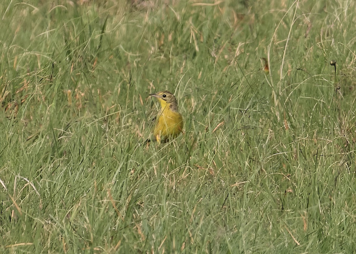 Yellow-breasted Pipit - ML611748733