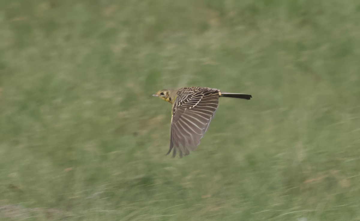 Yellow-breasted Pipit - ML611748734