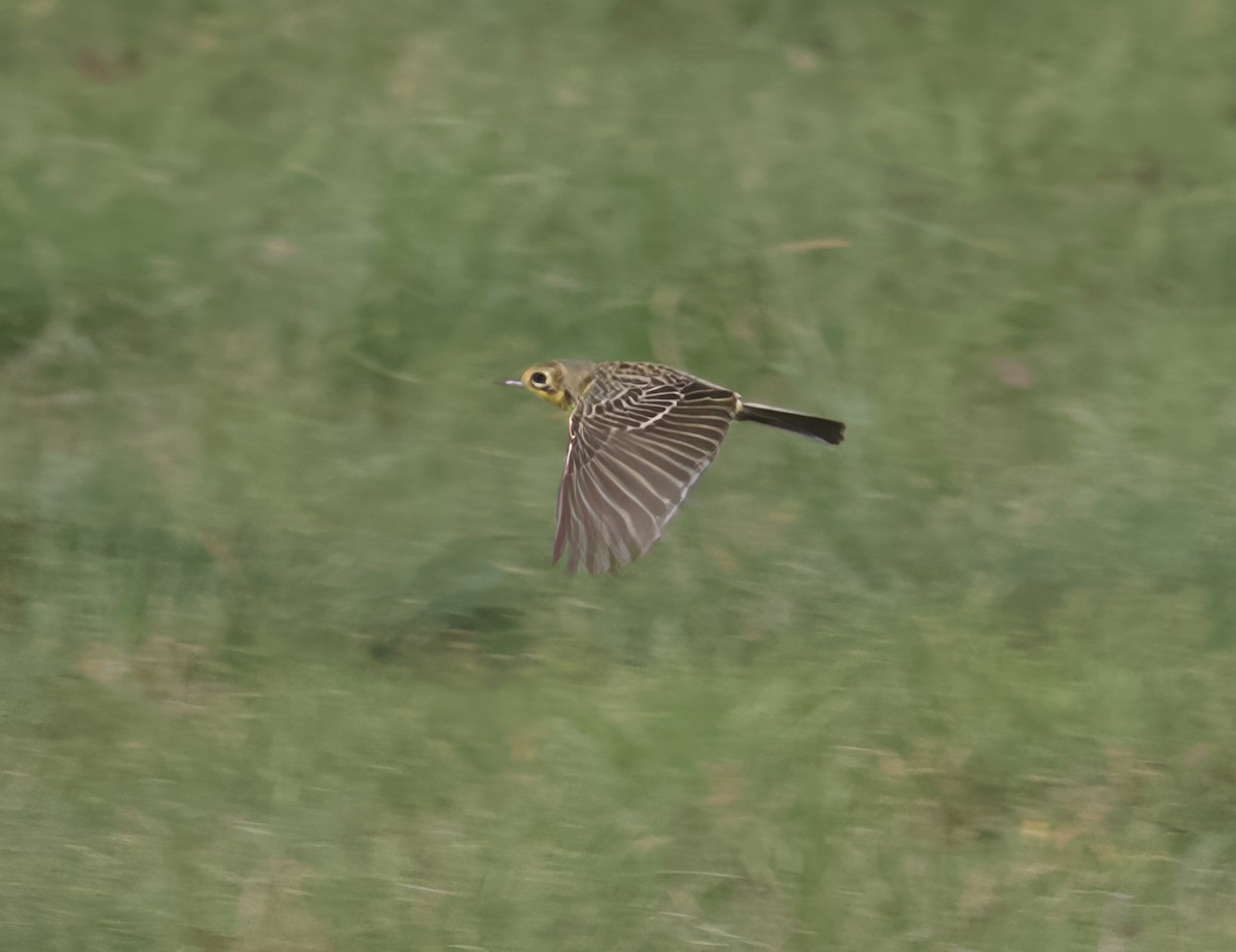 Yellow-breasted Pipit - ML611748735