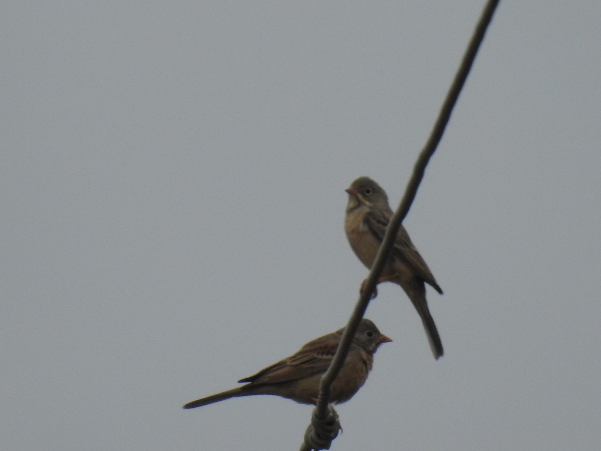 Gray-necked Bunting - dineshbharath kv