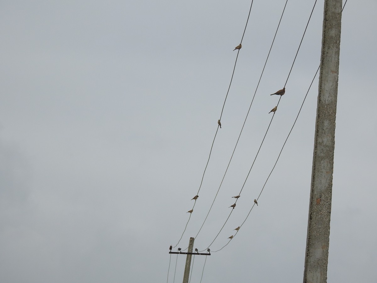 Gray-necked Bunting - ML611748739