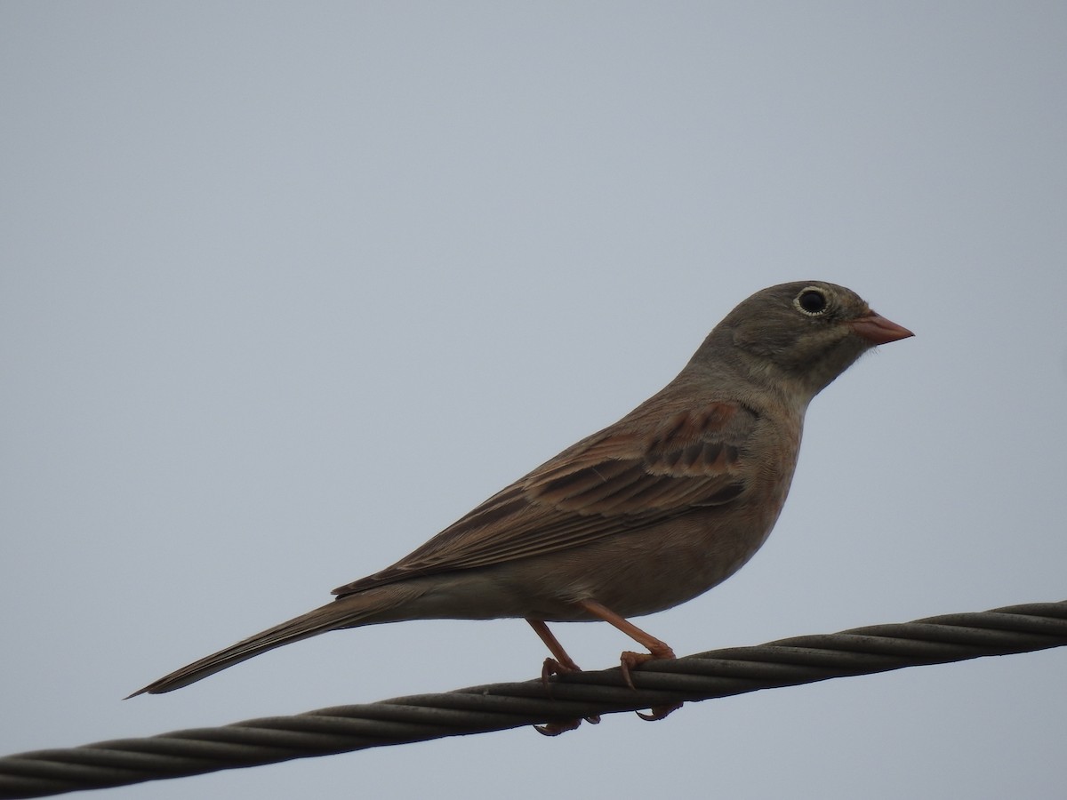 Gray-necked Bunting - ML611748741