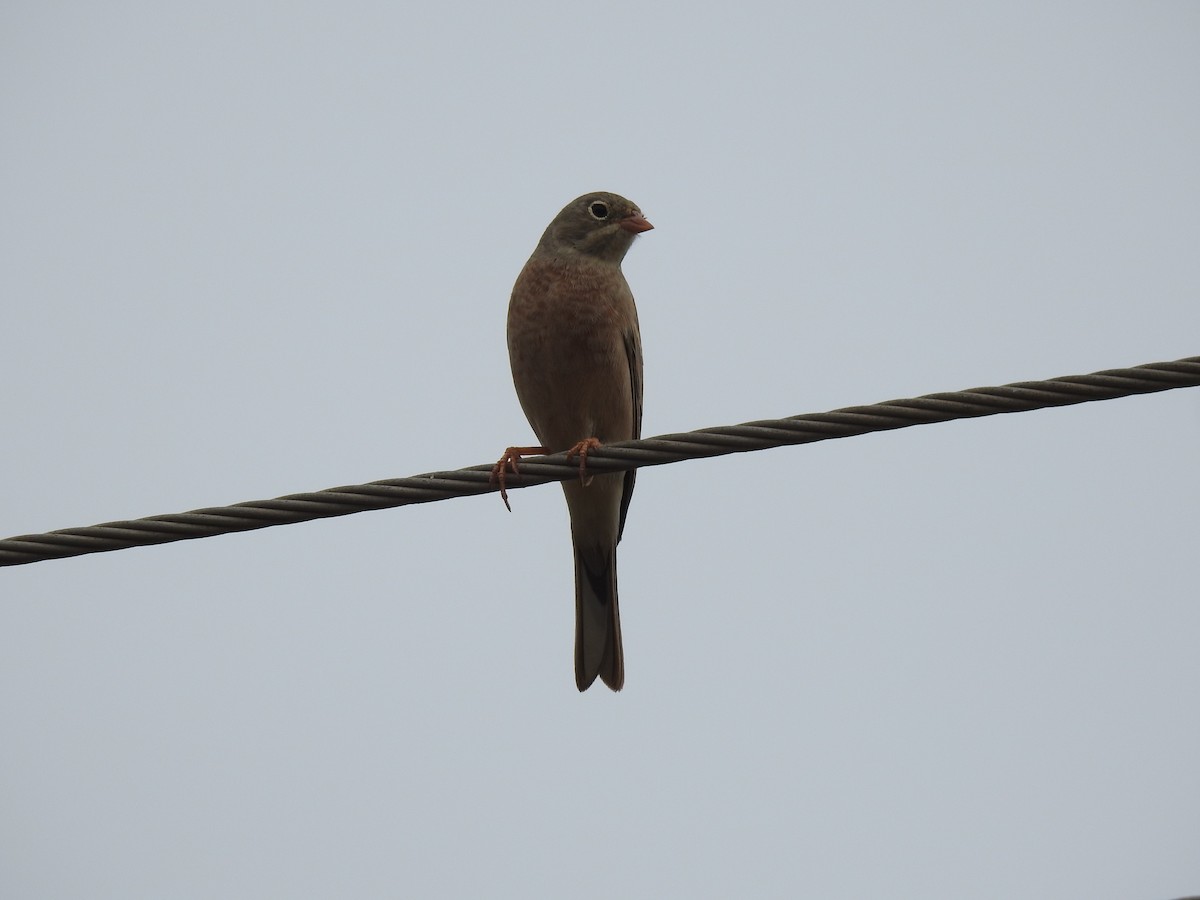 Gray-necked Bunting - ML611748743