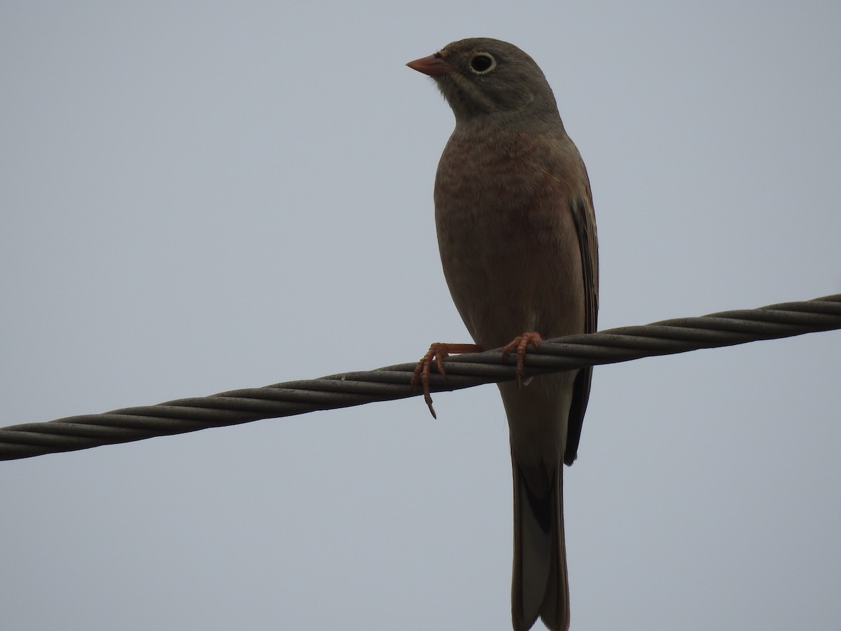 Gray-necked Bunting - ML611748745