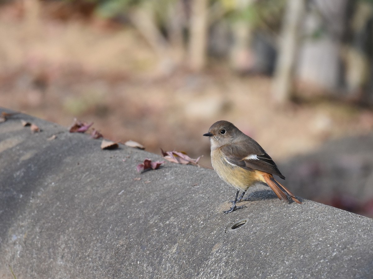 Daurian Redstart - Yojiro Nagai