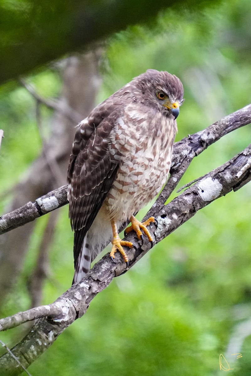 Roadside Hawk - ML611748821