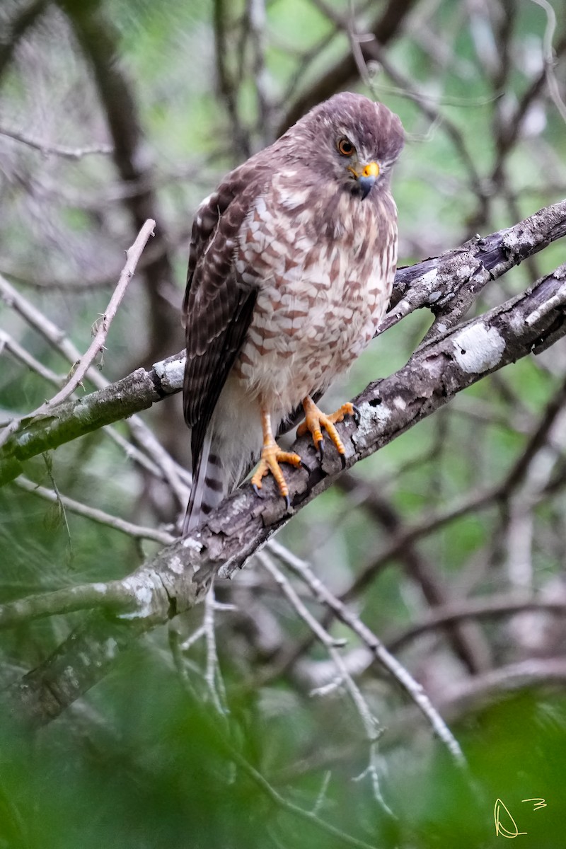 Roadside Hawk - ML611748822