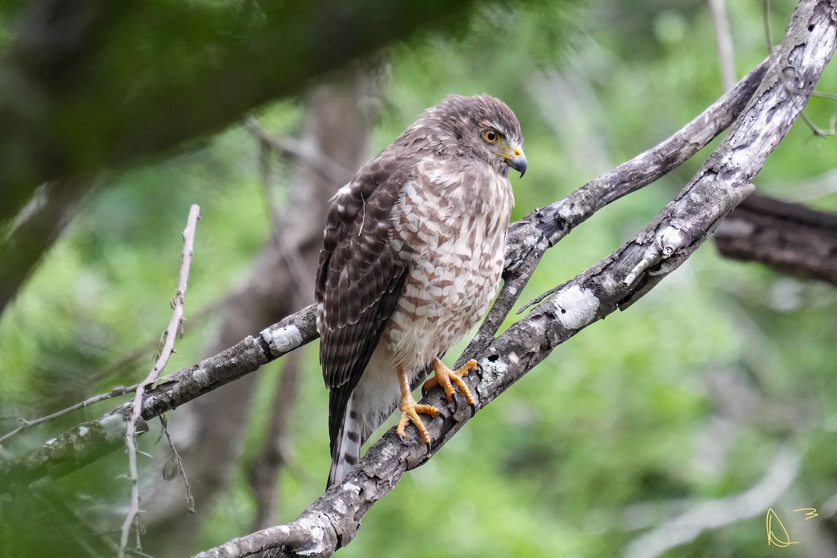 Roadside Hawk - ML611748823