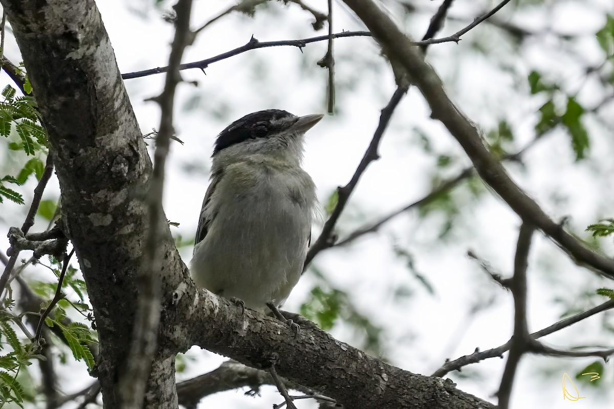 Gray-collared Becard - ML611748833
