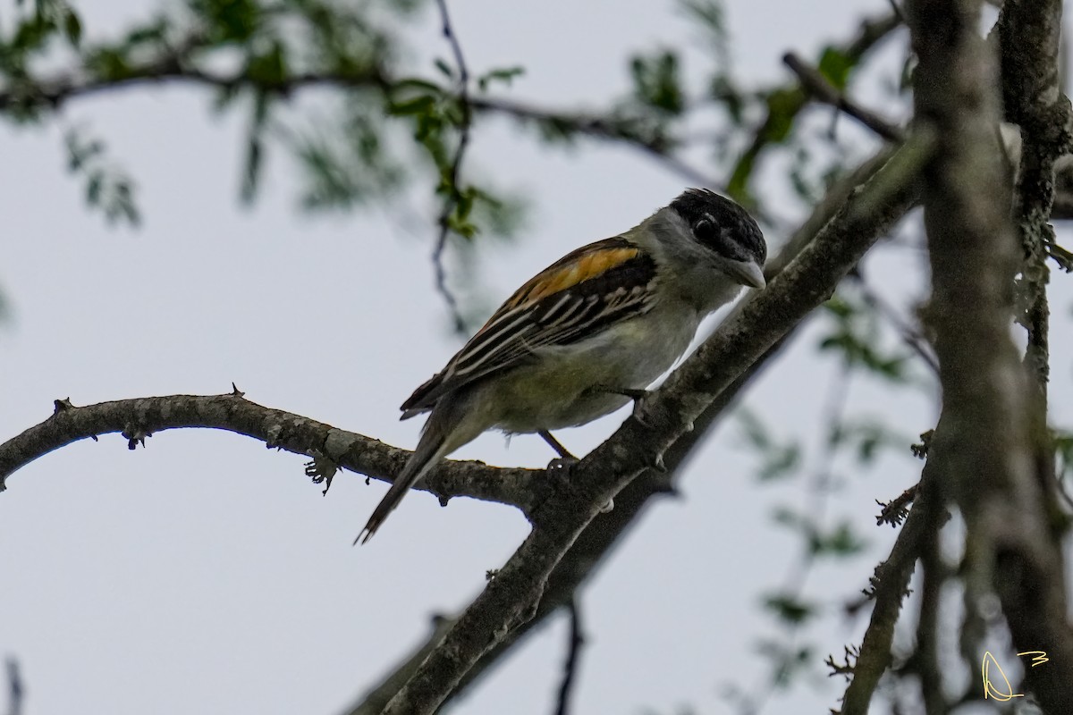 Gray-collared Becard - Dave Dolan