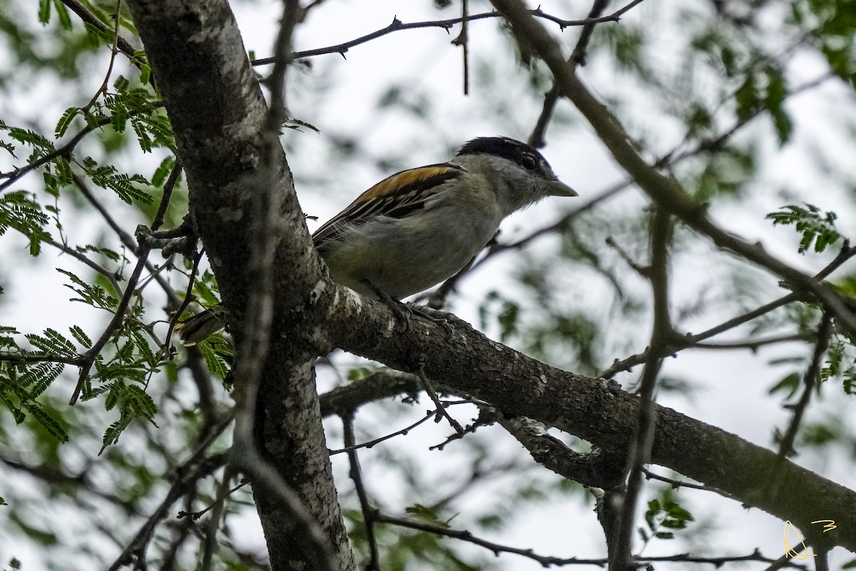 Gray-collared Becard - ML611748835