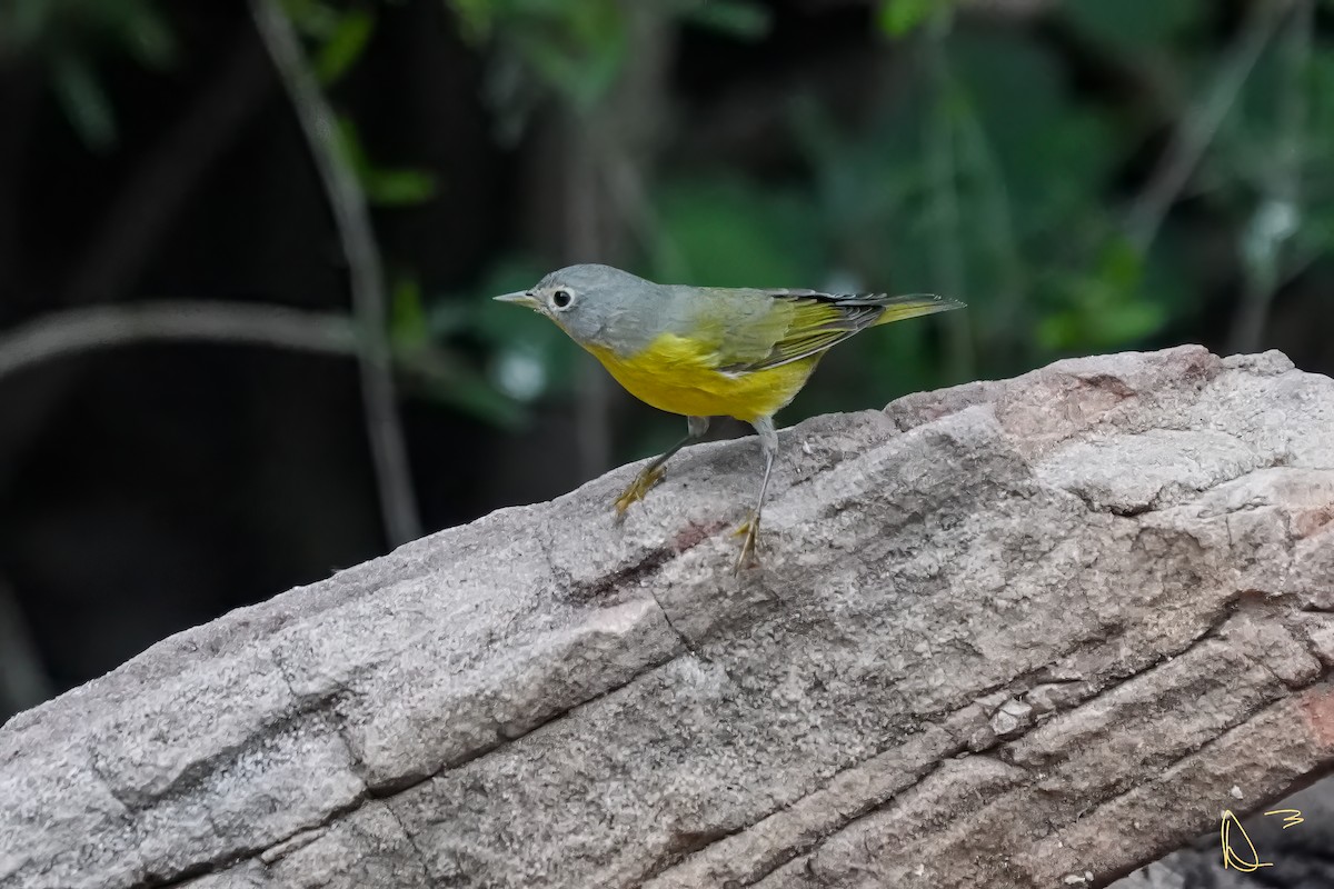Nashville Warbler - ML611748862