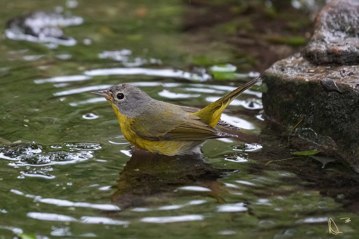 Nashville Warbler - ML611748863