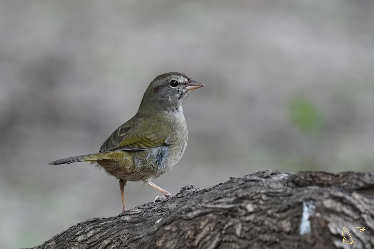 Olive Sparrow - ML611748899