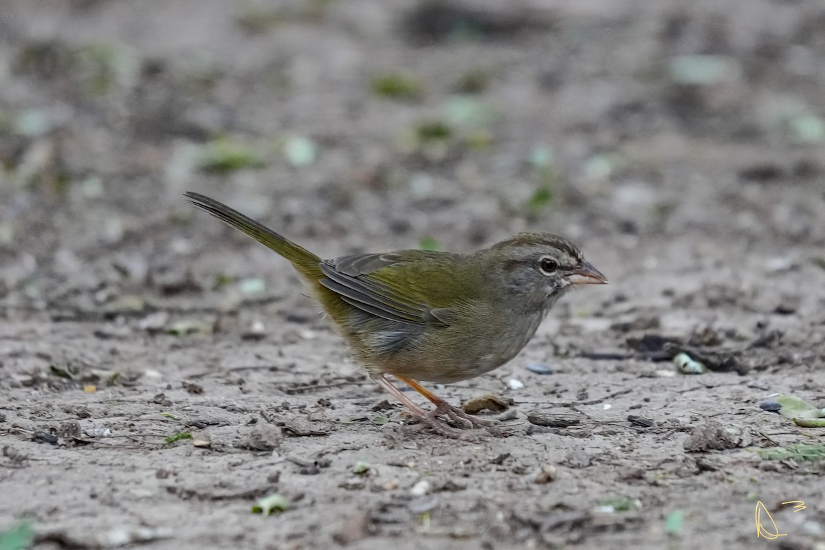 Olive Sparrow - ML611748900