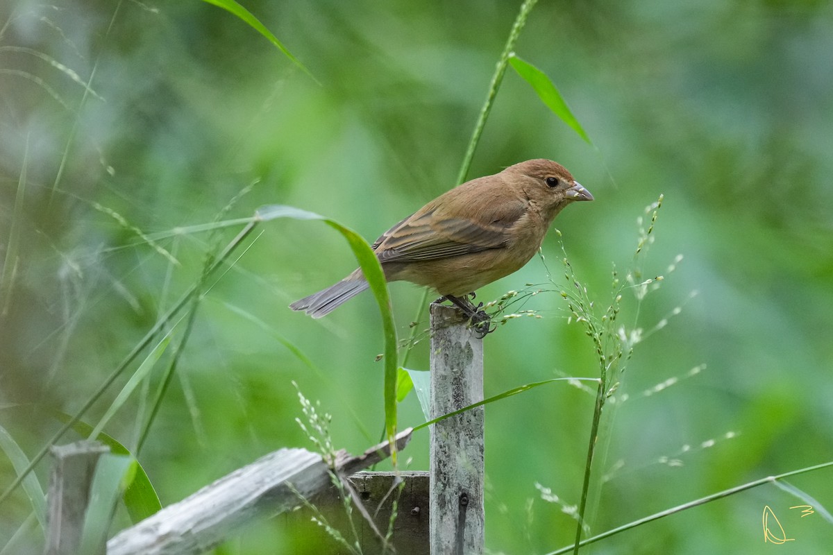 Indigo Bunting - ML611748936