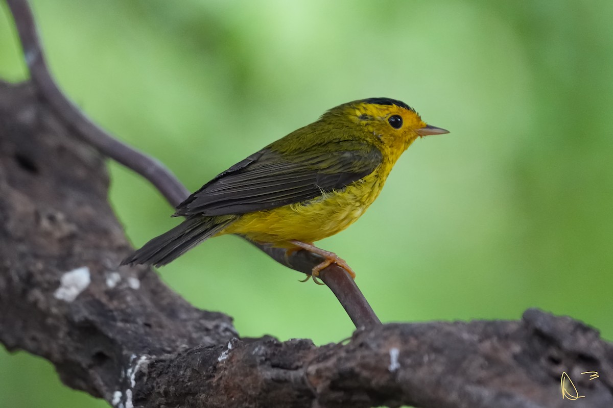 Wilson's Warbler - ML611748938