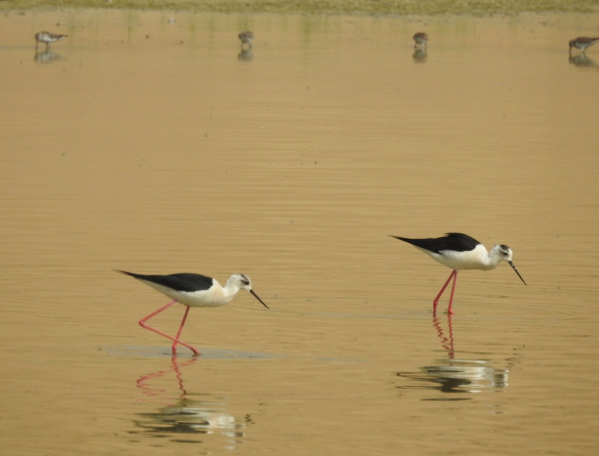 Black-winged Stilt - César María Aguilar Gómez