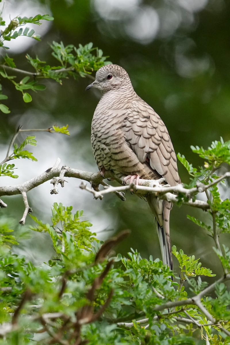 Inca Dove - ML611748951