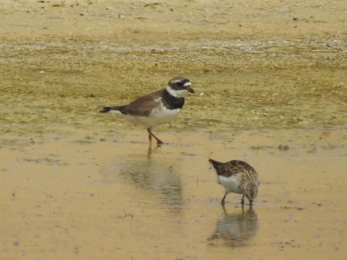 Common Ringed Plover - César María Aguilar Gómez