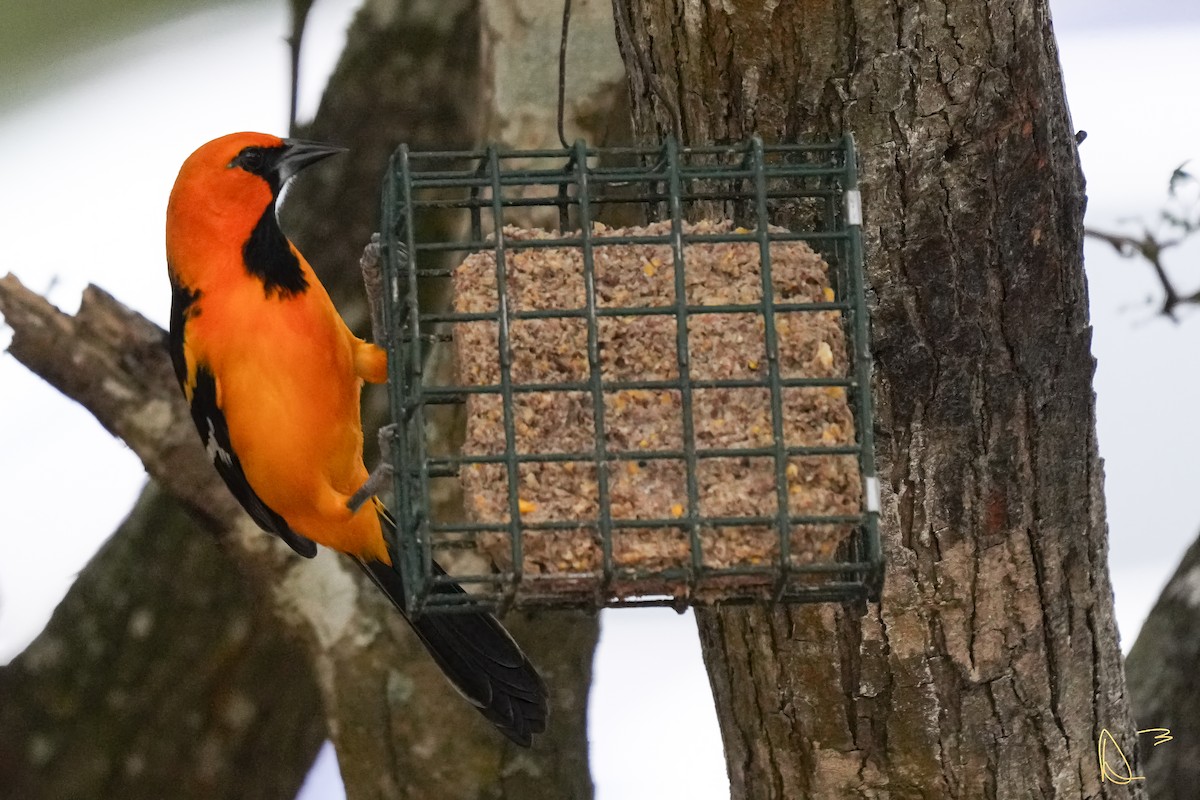 Altamira Oriole - ML611748966