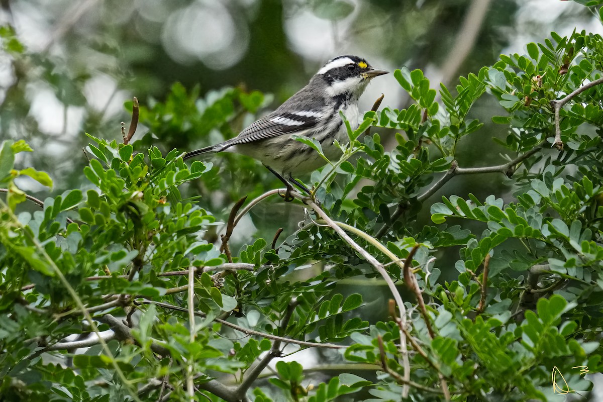 Black-throated Gray Warbler - ML611748970