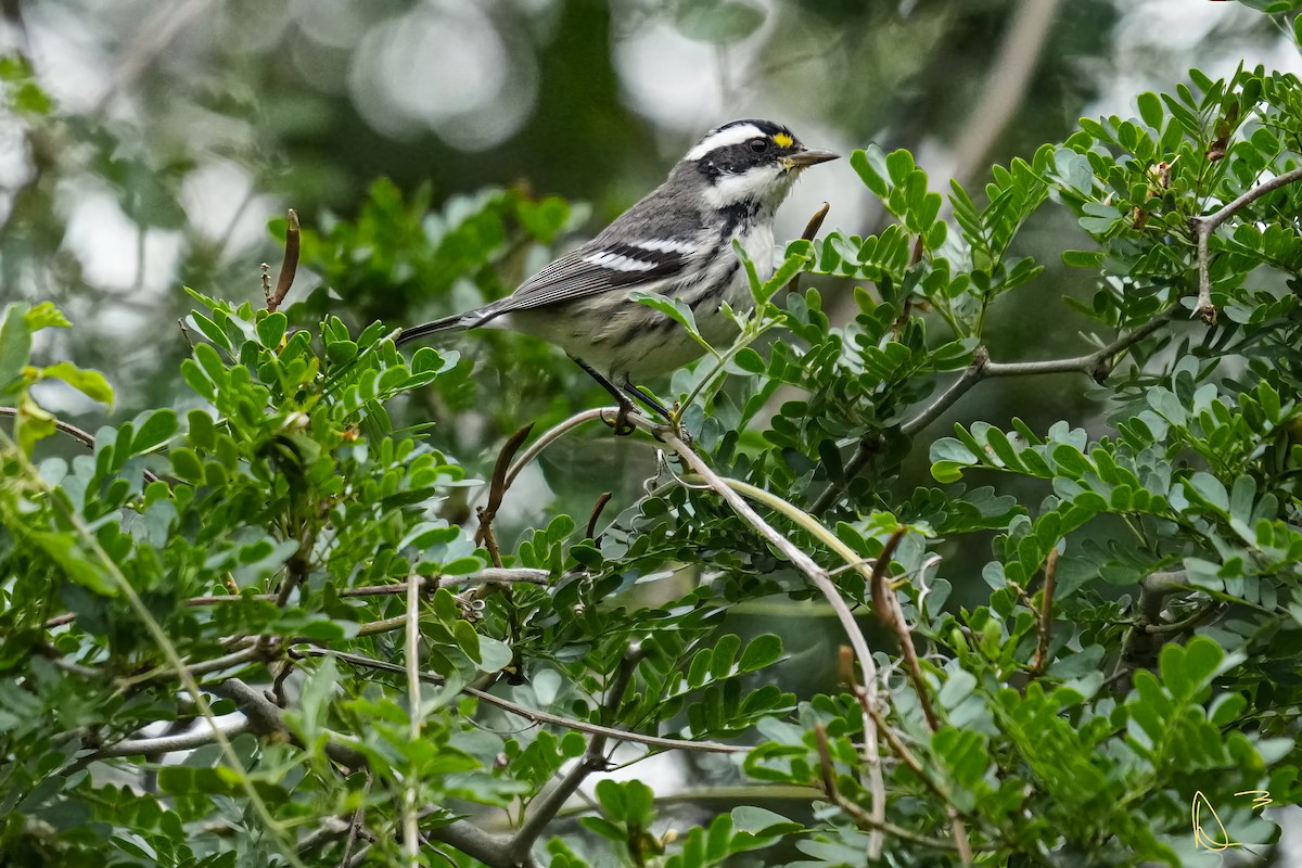 Black-throated Gray Warbler - Dave Dolan