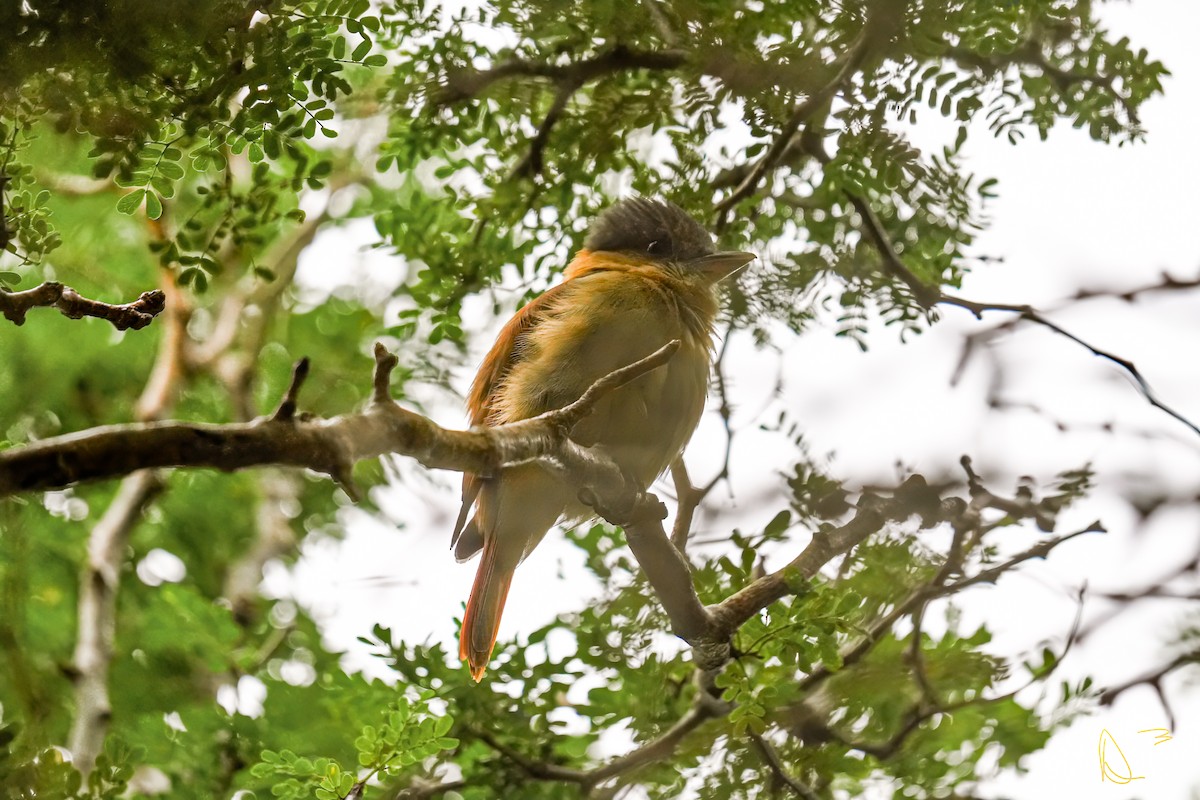 Rose-throated Becard - ML611749032