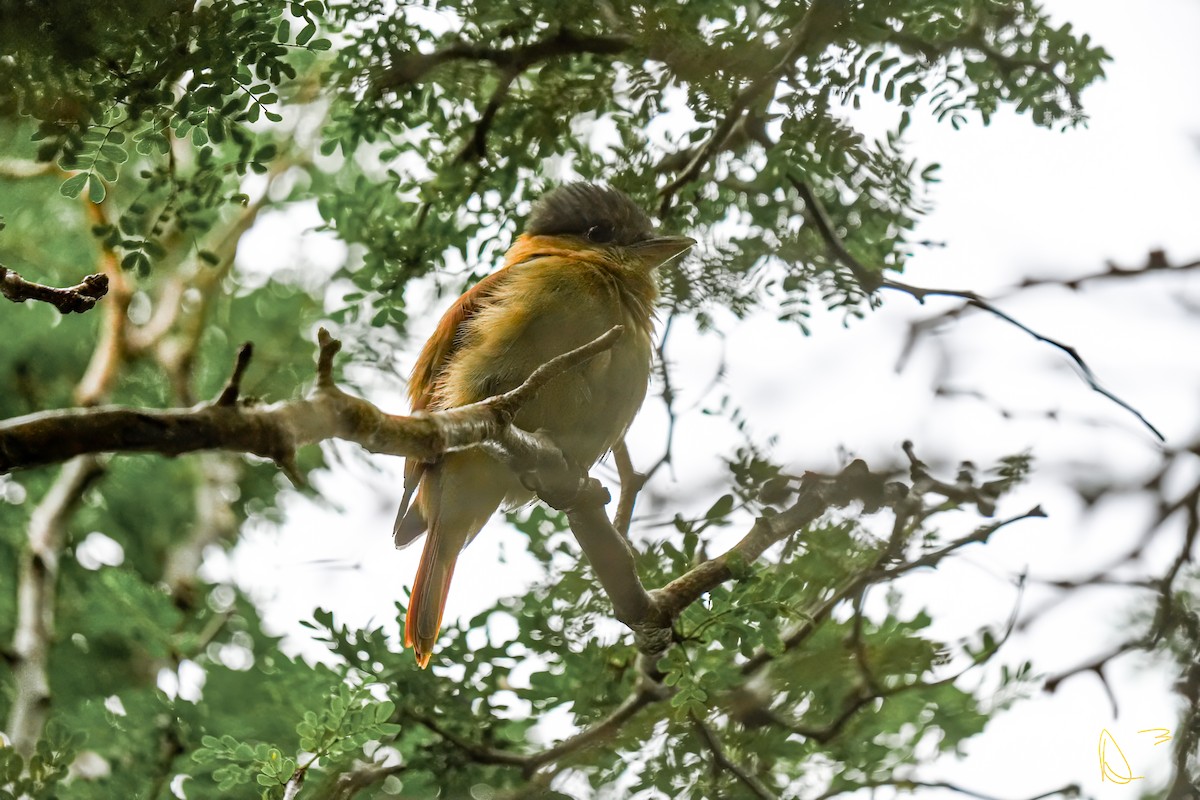 Rose-throated Becard - ML611749033