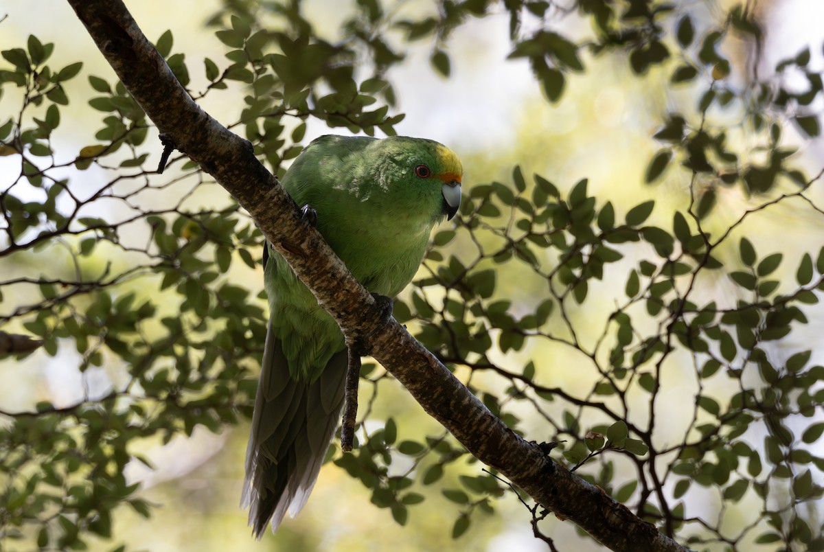 Malherbe's Parakeet - ML611749060