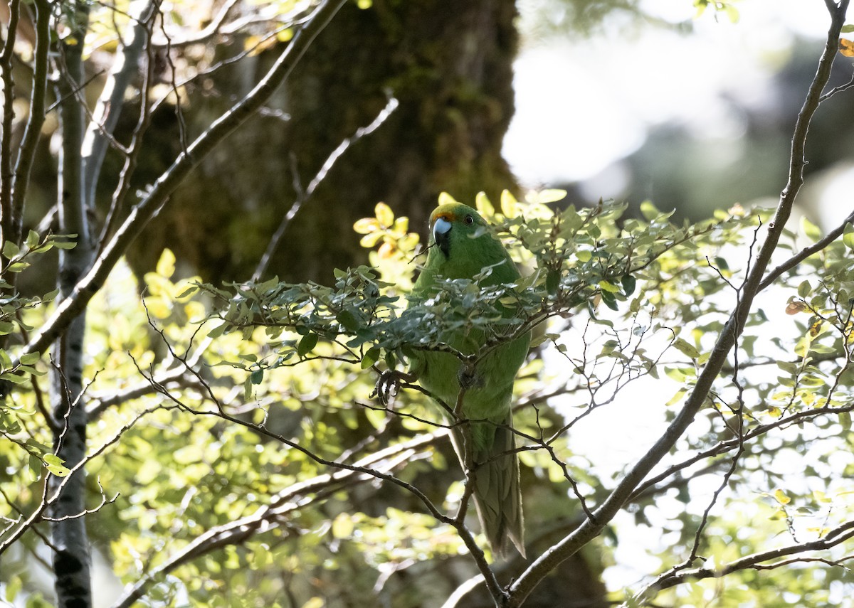 Malherbe's Parakeet - ML611749063