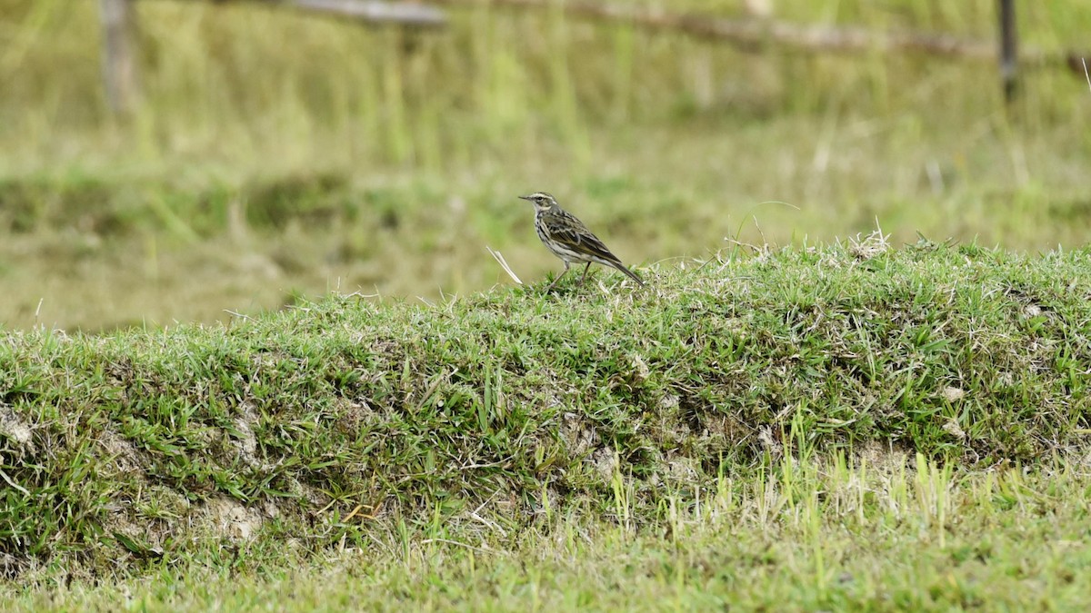 Olive-backed Pipit - Nabarun Saha