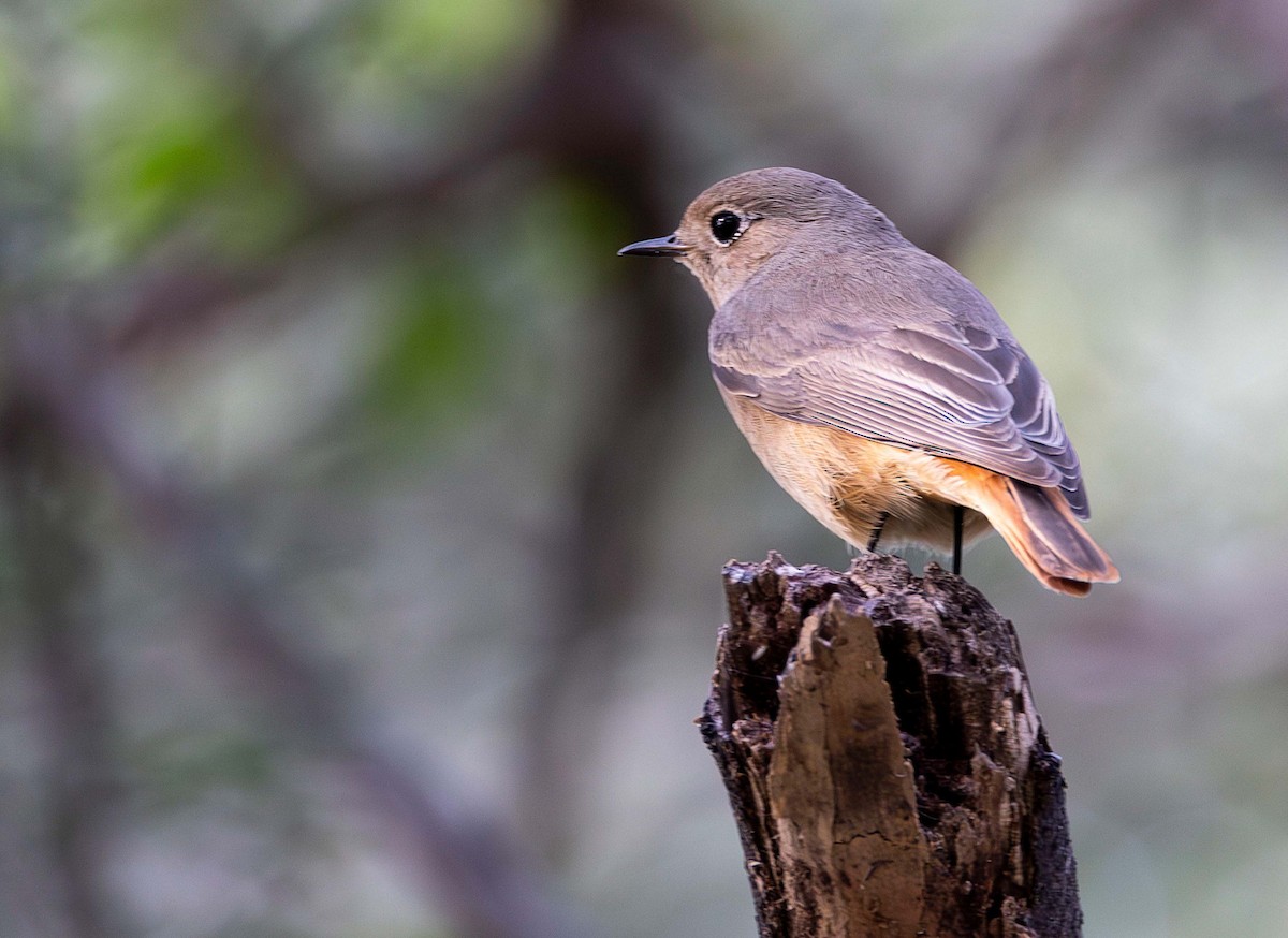 Black Redstart - ML611749116