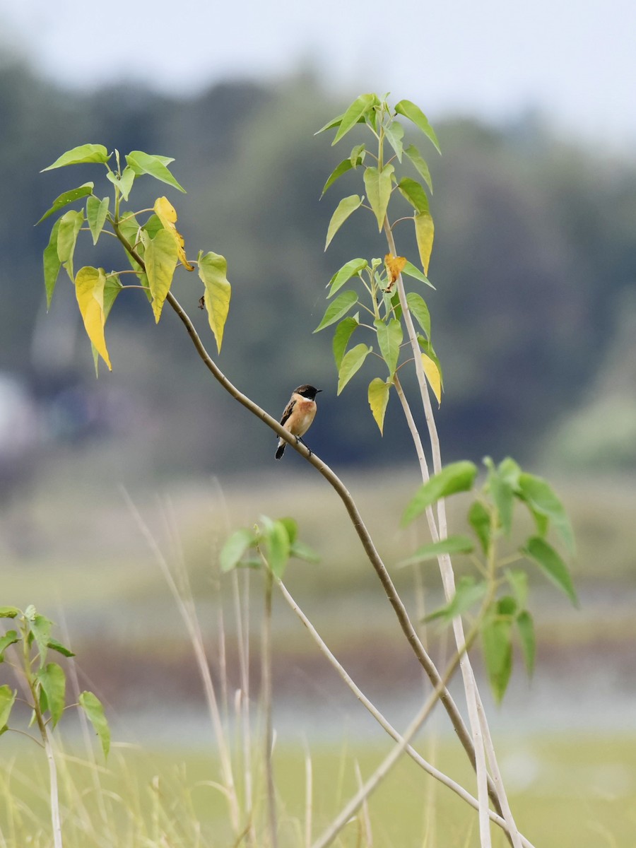 Siberian Stonechat - ML611749174