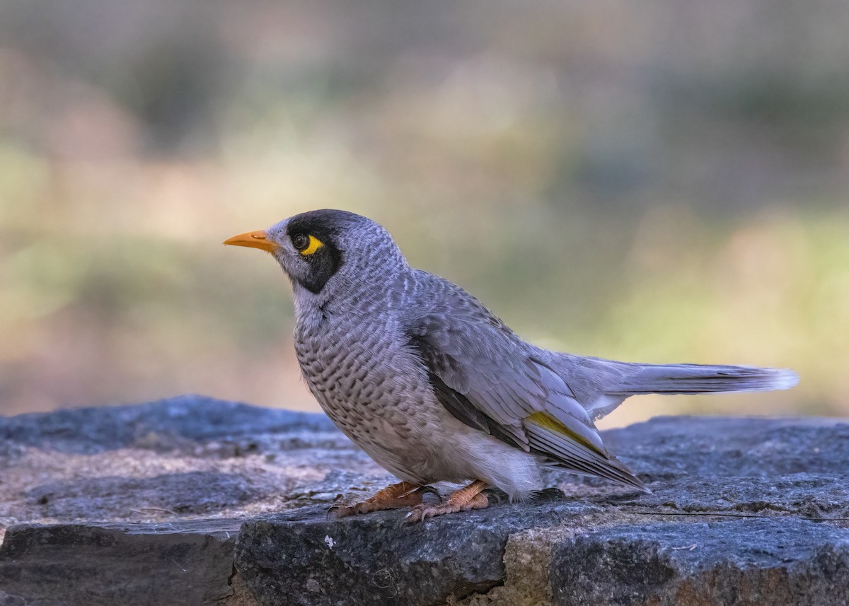 Noisy Miner - Julie Clark