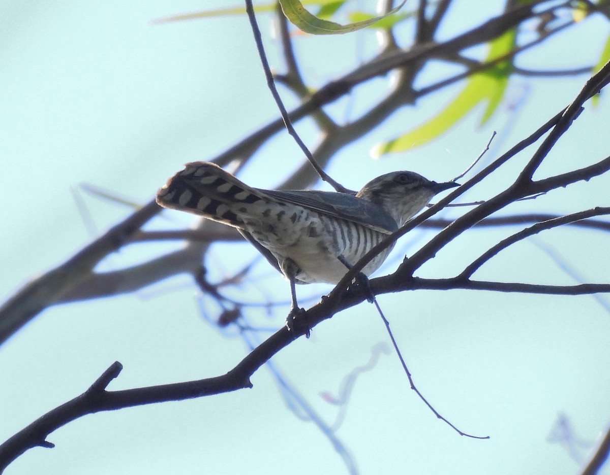 Horsfield's Bronze-Cuckoo - ML611749302