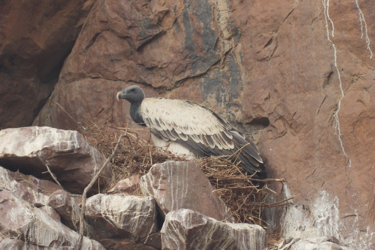 Indian Vulture - ML611749341