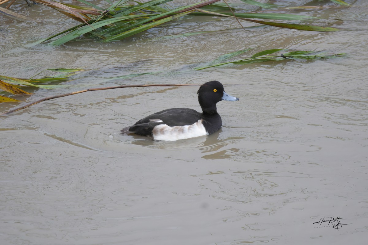 Tufted Duck - ML611749369