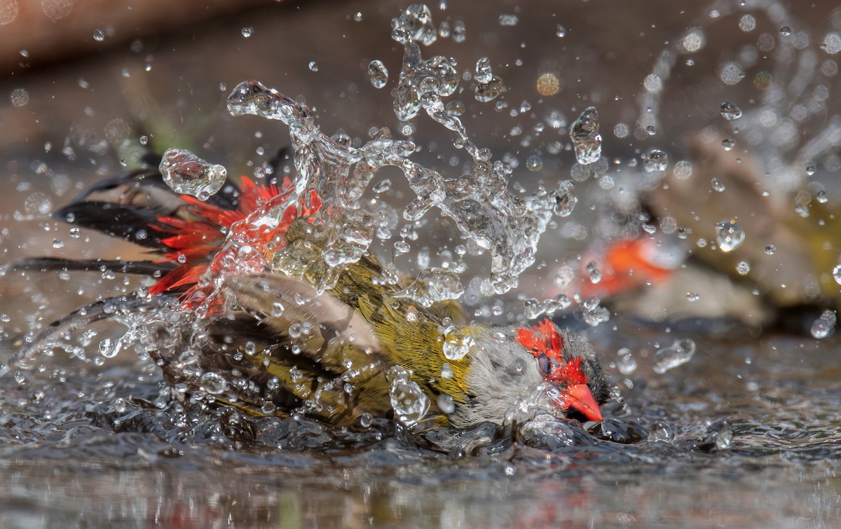 Red-browed Firetail - Martin Anderson