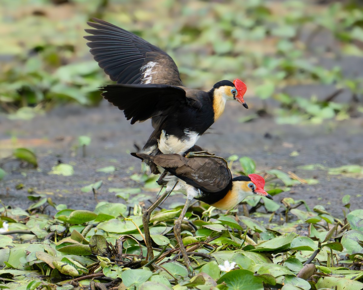 Comb-crested Jacana - ML611749395