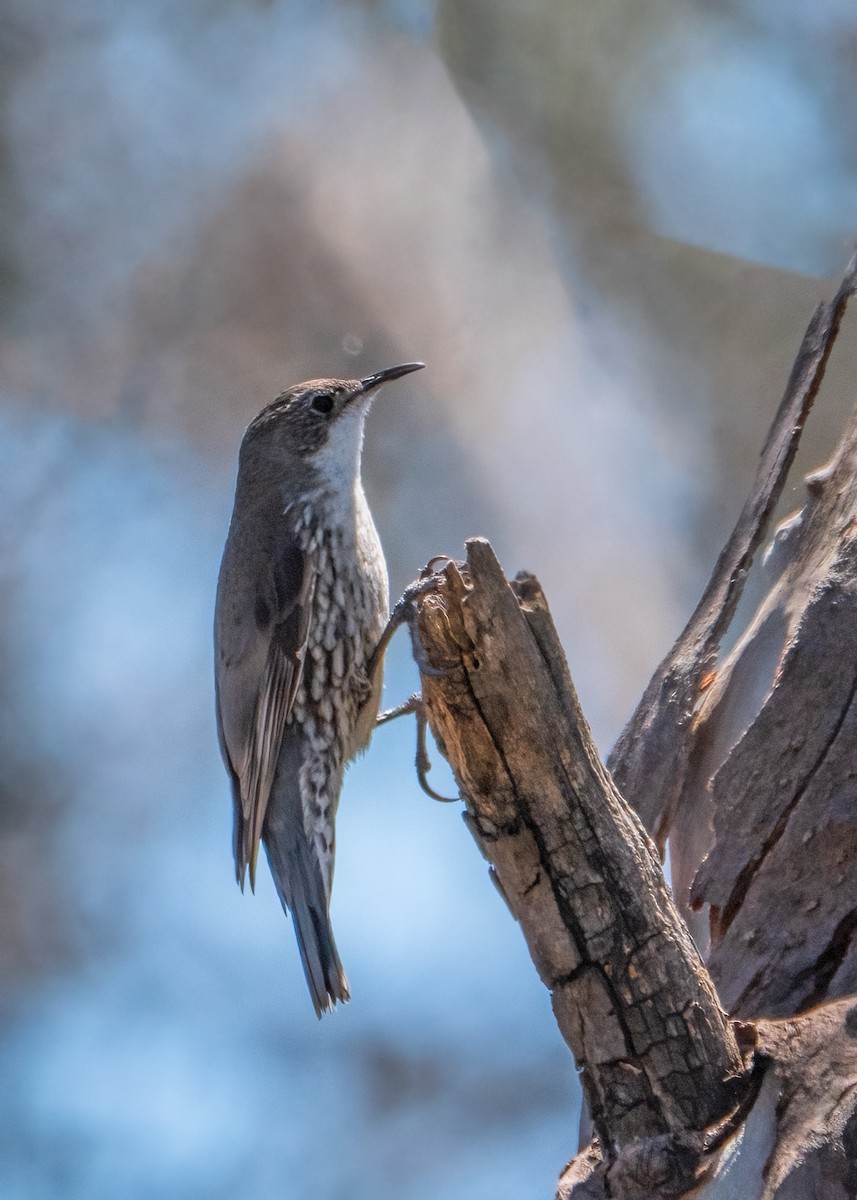 White-throated Treecreeper - ML611749410