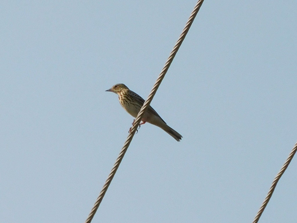 Paddyfield Pipit - ML611749417